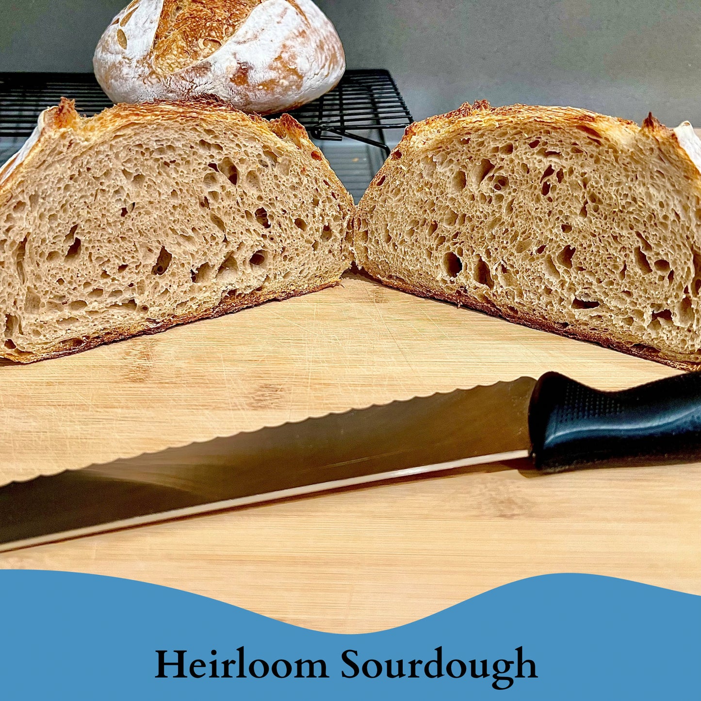 Private Collection - 4 Pack (48 grams) of our 700 year old Swiss Sourdough Starter - DRY