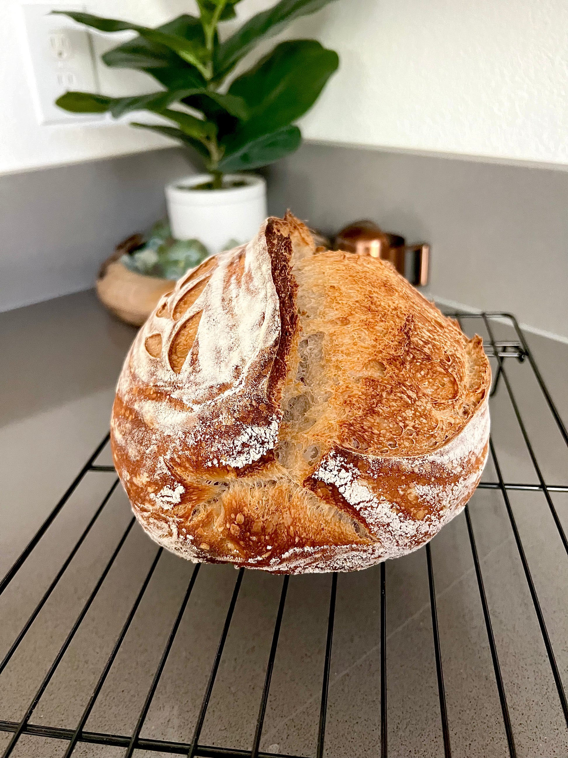 1 OZ of our 1916 San Francisco Sourdough Starter Fresh Liquid